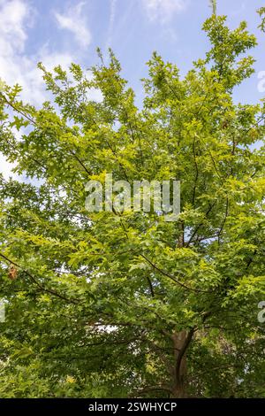 Krone von Quercus palustris, auch Pin Oak, Sumpfeiche oder Spanische Eiche genannt. Stockfoto