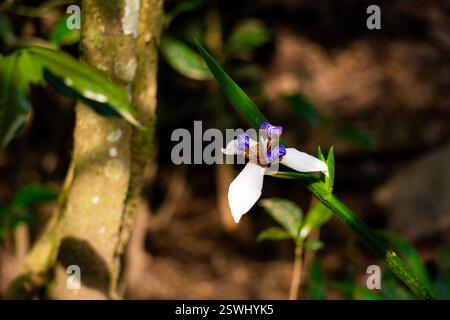 Wunderschöne blaue und lila Neomarica Northiana Blumen blühen im üppigen Machu Picchu Dschungel Stockfoto
