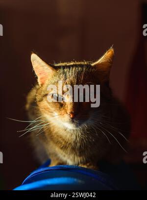 Katze, die sich auf einem Sessel entspannt, mit Sonnenlicht im Gesicht, Porträt, Katze Stockfoto