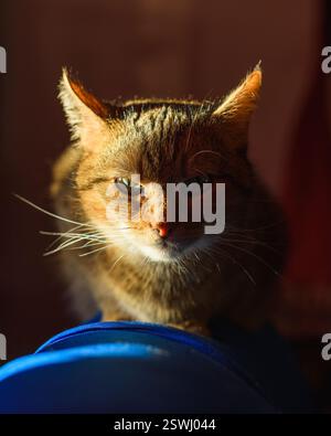 Katze, die sich auf einem Sessel entspannt, mit Sonnenlicht im Gesicht, Porträt, Katze Stockfoto