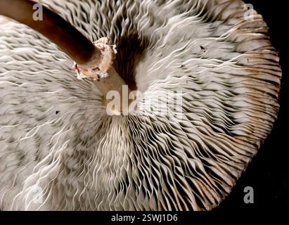 Grünspurige Lepiota (Chlorophyllum molybdites) Stockfoto