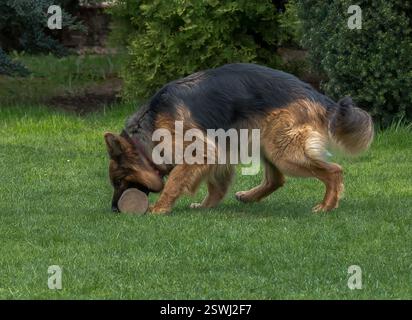 Der Deutsche Schäferhund ist ein sehr treuer Freund, Stolz, Liebe, Stärke, Partner, Glück, Intelligenz, Schönheit, Anmut und all das und vieles mehr über sie Stockfoto