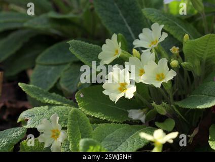 Eine Nahaufnahme der wunderschönen wilden Primrose, Primula vulgaris, im frühen Frühling. Stockfoto