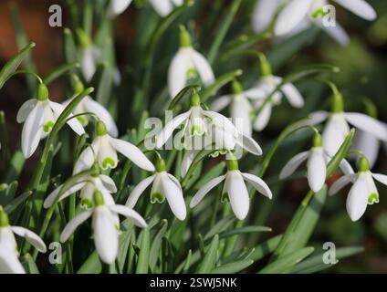 Eine Nahaufnahme der wunderschönen Schneeglöckchen, oder Galanthus, die im späten Winter/frühen Frühling blüht. Stockfoto