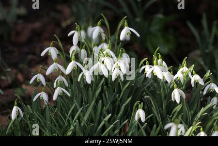 Eine Nahaufnahme der wunderschönen Schneeglöckchen, oder Galanthus, die im späten Winter/frühen Frühling blüht. Stockfoto