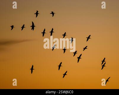 Eurasischer Brachvogel Numenius arquata, Herde im Flug bei Sonnenuntergang, Teesmouth, Cleveland, England, Januar. Stockfoto