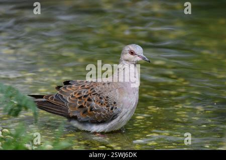 Europäische Schildkröte Taube Streptopelia turtur, stehend im flachen Pool, Juli. Stockfoto