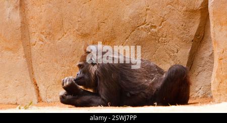 Gorilla liegt auf dem Boden und sieht in die Kamera. Die Szene ist friedlich und ruhig, und der Gorilla scheint seine Zeit im Zoo zu genießen Stockfoto