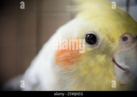Nahauge von Nymphicus hollandicus oder Kakatiel. Stockfoto