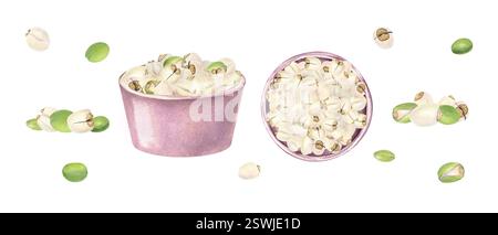 Lotus-Samenhaufen in keramischen rosa Schüsseln Aquarellillustration. Weiß geschälte und grün ungeschälte Wasserliliennüsse. Seitenansicht und Draufsicht. Stockfoto