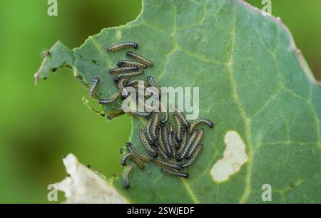 Großer weißer Schmetterling, junge Larven, Larven, Raupen, die sich in einem Gemüsegarten durch Grünkohl schlängeln. Stockfoto