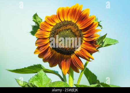 Eine wunderschöne Sonnenblume aus der Schokoladenart blüht über dem blauen Himmel Stockfoto