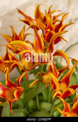 Nahaufnahme der leuchtend orangen und roten Ballerina-Tulpen (Tulipa Ballerina), die im April in einem britischen Frühlingsgarten in England, Großbritannien blühten Stockfoto
