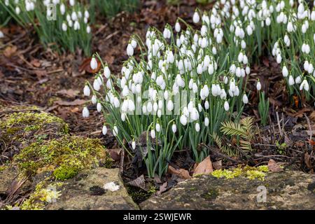 Klumpen von Galanthus nivalis Schneeglöckchen im Februar, Wiltshire Garden, England, Großbritannien Stockfoto