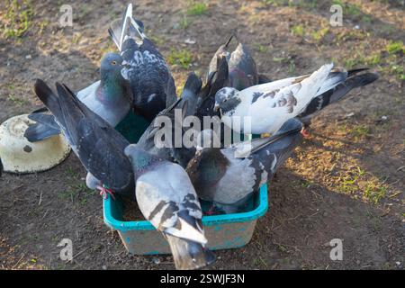 Vogelfütterung. Taubenherde, die am sonnigen Morgen Futter aus der Schüssel isst. Viele Taubenvögel picken Futter vom Teller. Körper, Flügel, Federn, Schwänze vieler Taubenvögel. Zuchttauben. Gefedert Stockfoto