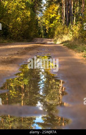 Pfützen Sie im Herbstwald auf dem Weg Stockfoto