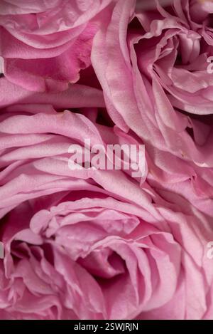 Rosa Rosen Blumenstrauß Stockfoto