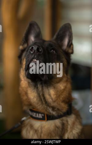 Der Deutsche Schäferhund ist ein sehr treuer Freund, Stolz, Liebe, Stärke, Partner, Glück, Intelligenz, Schönheit, Anmut und all das und vieles mehr über sie Stockfoto
