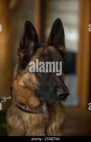 Der Deutsche Schäferhund ist ein sehr treuer Freund, Stolz, Liebe, Stärke, Partner, Glück, Intelligenz, Schönheit, Anmut und all das und vieles mehr über sie Stockfoto