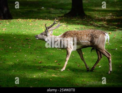 Männliche braun Damwild Browsen in den Wald Stockfoto