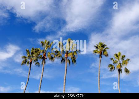 Eine Palmenreihe in Del Mar, Kalifornien Stockfoto