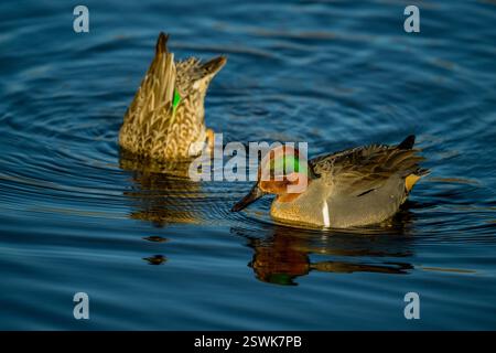 Im Juanita Bay Park, Lake Washington, Kirkland, Washington State, USA, schwimmt ein drake (männlich) mit grünem blauem Flügel (Anas carolinensis). Stockfoto