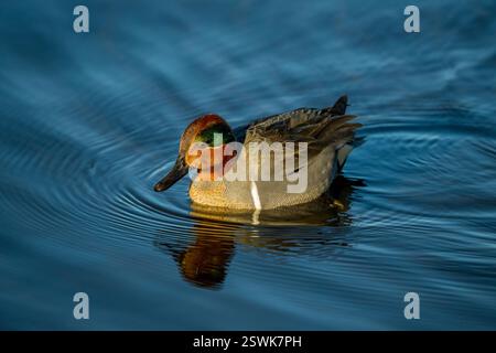 Im Juanita Bay Park, Lake Washington, Kirkland, Washington State, USA, schwimmt ein drake (männlich) mit grünem blauem Flügel (Anas carolinensis). Stockfoto