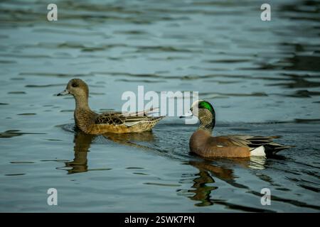 Ein paar grünflügelige Petrol (Anas carolinensis) schwimmen im Juanita Bay Park, Lake Washington in Kirkland, Bundesstaat Washington, USA. Stockfoto