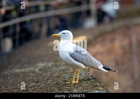 Gelbbeinmöwe (Larus cachinnans) in Rom, Italien Stockfoto