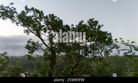 Tukan sitzt auf dem Ast im Wald, grüne Vegetation, Costa Rica. Naturreisen in Zentralamerika. Zwei Toucan mit Keel-Rechnung, Ramphastos Stockfoto