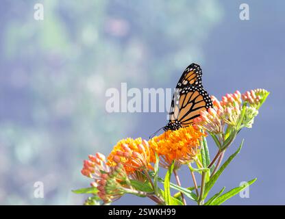 Makrobild eines Monarchschmetterlings (danaus plexippus), der sich an einer Milchkrautblume (asclepias tuberosa) ernährt. Bokeh-Hintergrund. Stockfoto