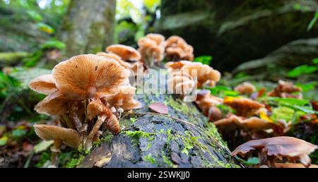 Lungenausternpilz wächst auf einem moosbedeckten Baumstamm, Pleurotus pulmonarius im Herbstwald Stockfoto