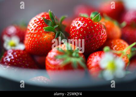Nahaufnahme reifer Erdbeeren mit Blüten. Detaillierte Makroaufnahme für Lebensmittel Stockfoto