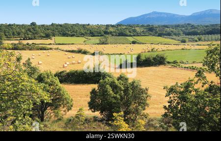 Strohballen auf Getreidefeldern in der Nähe von Weinbergen. Stockfoto