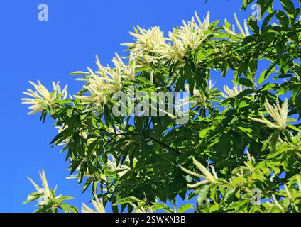 Kastanienzweig mit Blüten im Frühjahr. Stockfoto
