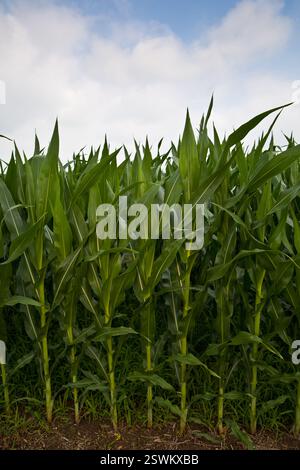 Maisfeld im mittleren Westen an einem sonnigen Tag Stockfoto