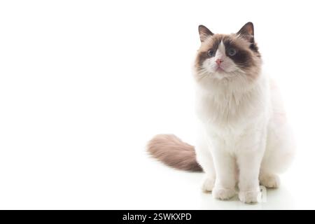 Flauschiges Ragdoll-Haustier mit ausdrucksstarkem Look, isoliert auf weißem Hintergrund. Stockfoto