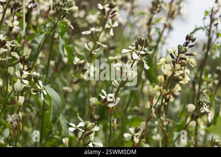 Rucola blüht mit weißen Blüten und wächst Kräuter für Salate im Garten Stockfoto