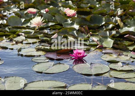 Leuchtend rosa Seerose blüht im Sommer im Fluss, Hintergrund Stockfoto