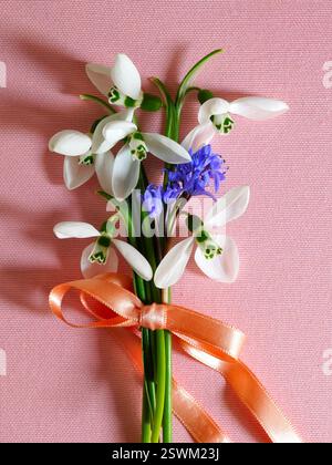 Weiße Schneeglöckchen und blaue quietschende Frühlingsblumenstrauß mit orangefarbener Schleife auf rosafarbenem Hintergrund Stockfoto