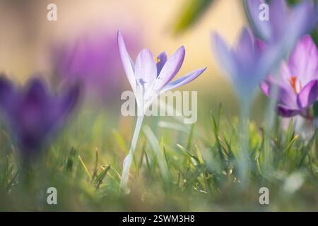Krokusse auf der Wiese Stockfoto
