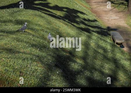 Ein paar Tauben, die auf einer Wiese laufen Stockfoto
