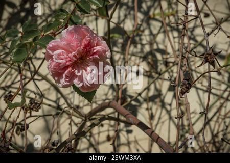 Damastrosa Rose in einem botanischen Garten Stockfoto