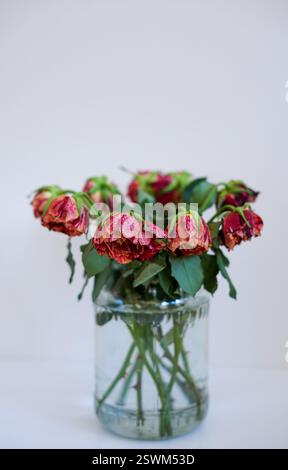 Ein Strauß verwelkter roter Rosen in einer transparenten Glasvase auf weißem Hintergrund Stockfoto
