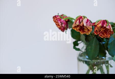 Ein Blumenstrauß verwelkter roter Rosen in einem Glasgefäß vor einem minimalistischen weißen Hintergrund Stockfoto