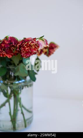 Ein Blumenstrauß verwelkter roter Rosen in einem Glasgefäß vor einem minimalistischen weißen Hintergrund Stockfoto