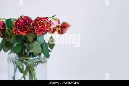 Ein Blumenstrauß verwelkter roter Rosen in einem Glasgefäß vor einem minimalistischen weißen Hintergrund Stockfoto