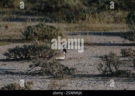 Wunderschöner männlicher Mann des nördlichen schwarzen Korhaans (Afrotis afraoides), der in den Savannenbüschen im namibischen Etosha-Nationalpark spaziert. Stockfoto
