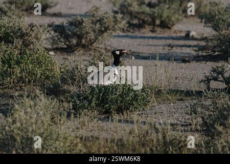 Wunderschöner männlicher Mann des nördlichen schwarzen Korhaans (Afrotis afraoides), der in den Savannenbüschen im namibischen Etosha-Nationalpark spaziert. Stockfoto