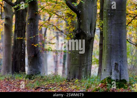 Große alte Buchen an einem nebeligen Herbsttag. Stockfoto